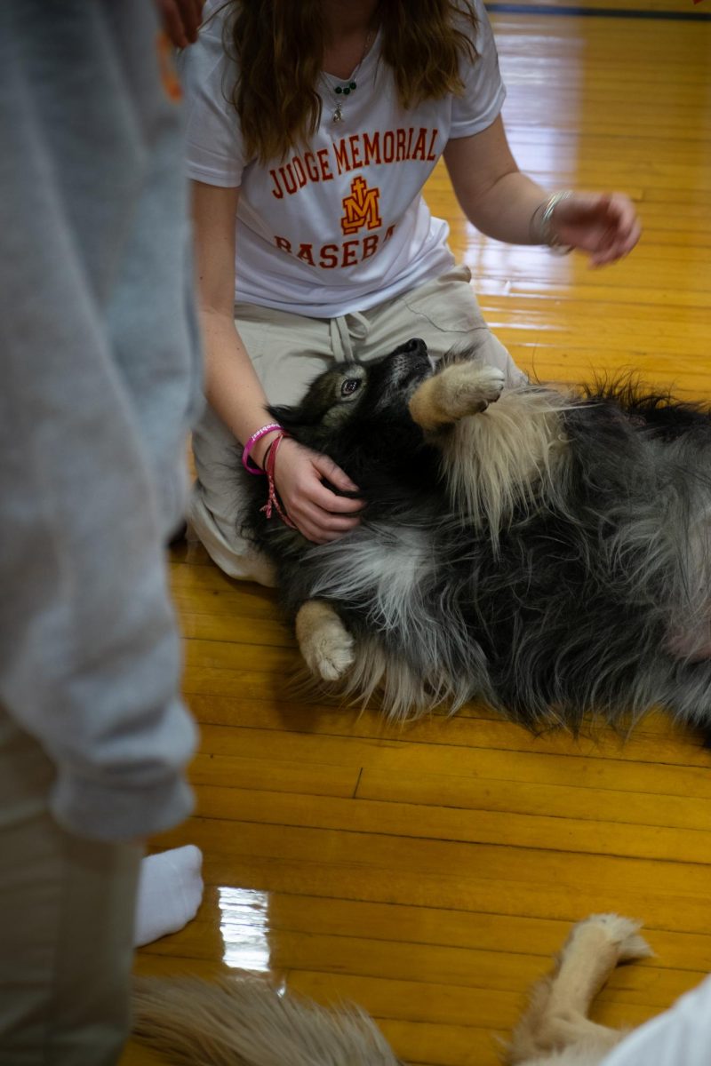 therapy dogs