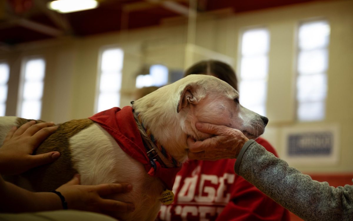 therapy dogs