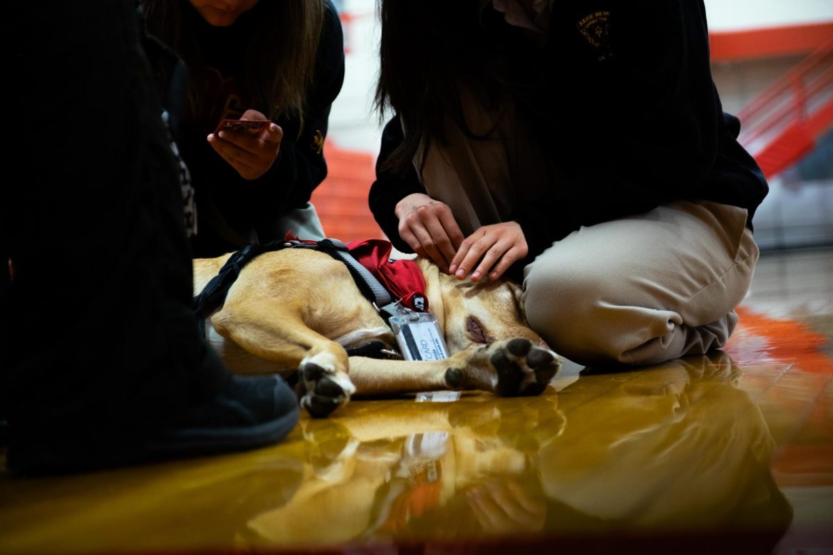 therapy dogs