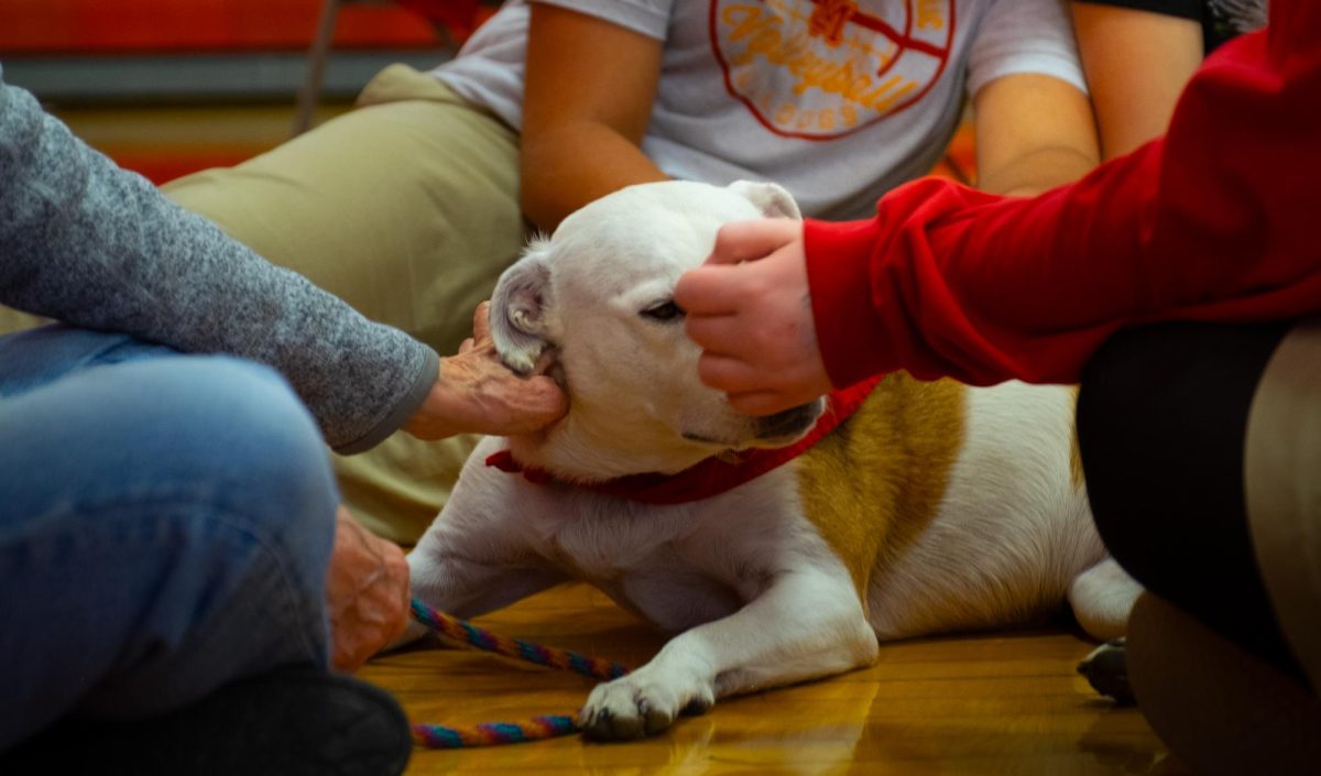 therapy dogs