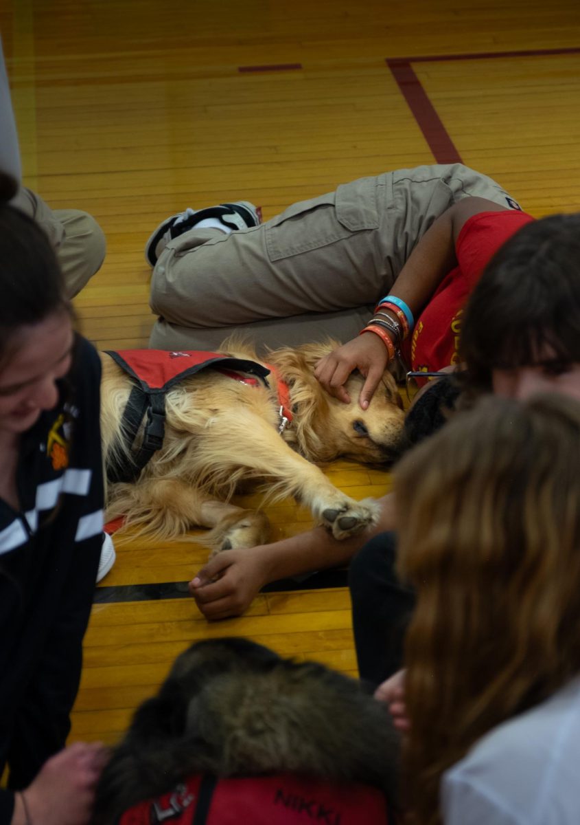 therapy dogs