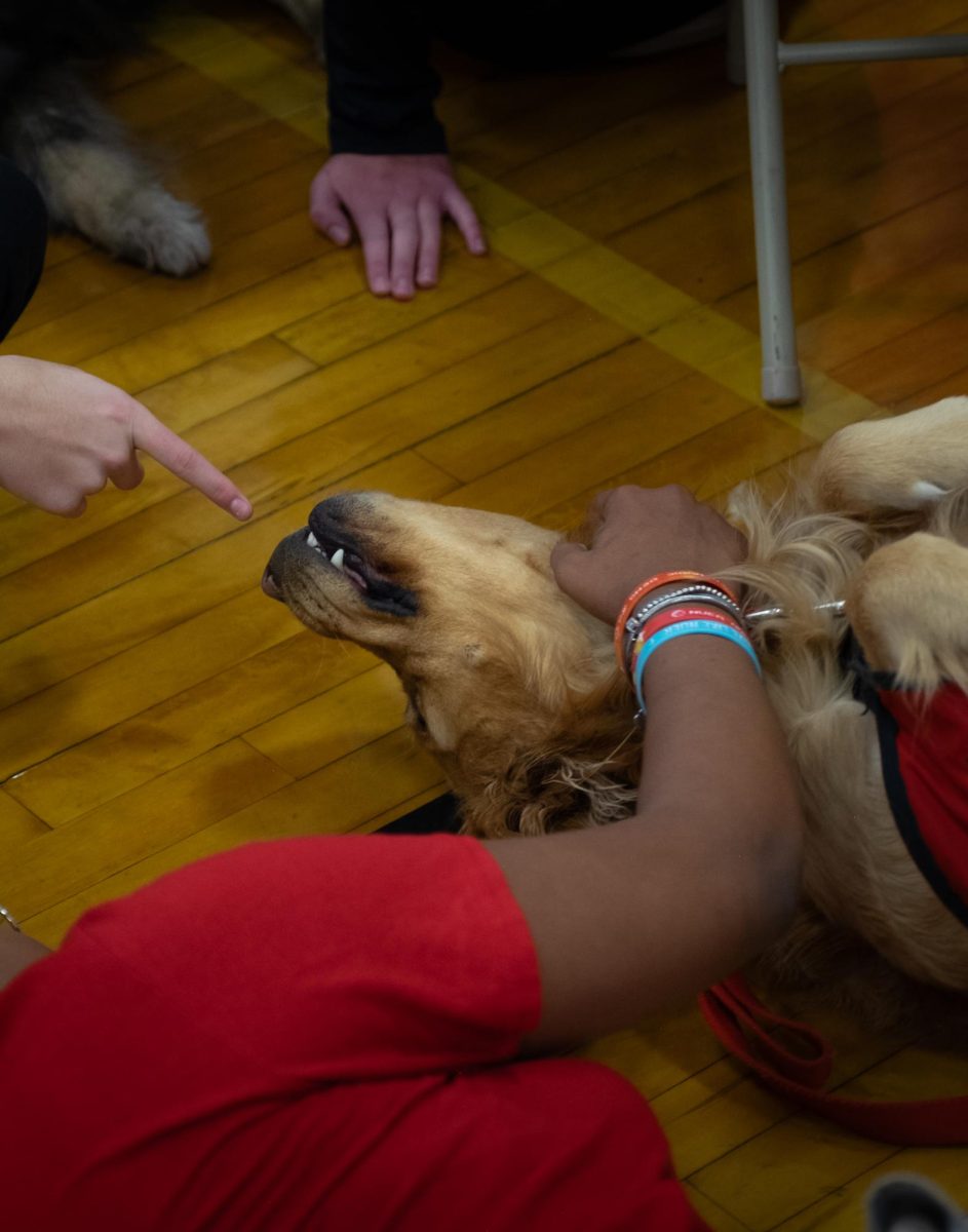 therapy dogs