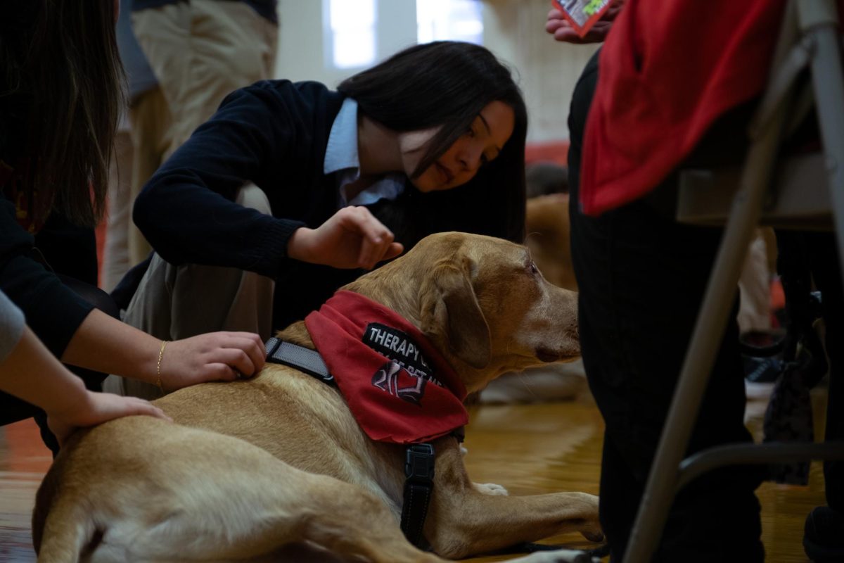 therapy dogs