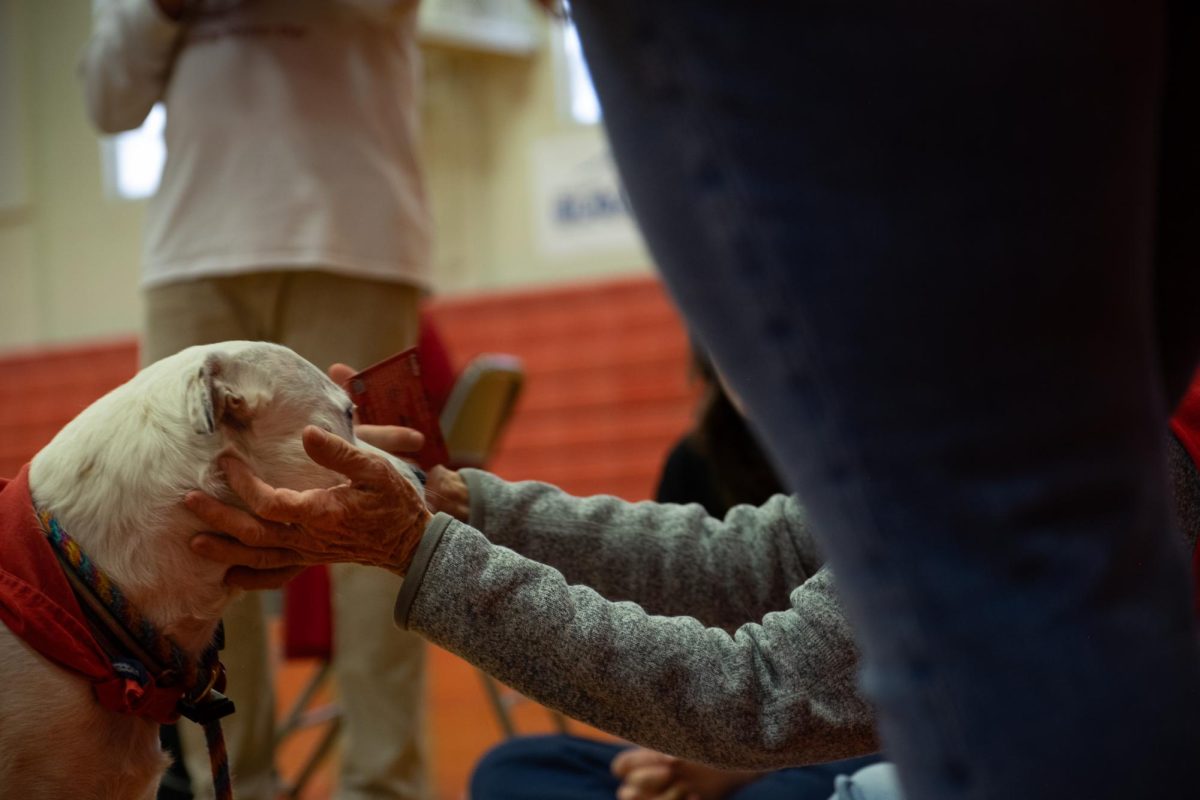 therapy dogs