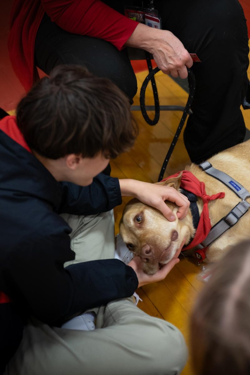 therapy dogs